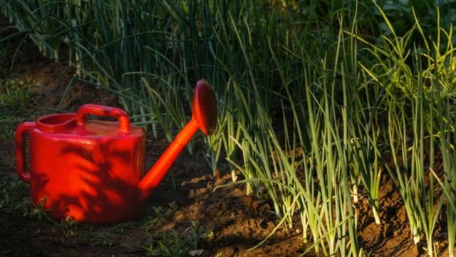 Чем подкормить лук, чтобы был крупный? смотреть онлайн