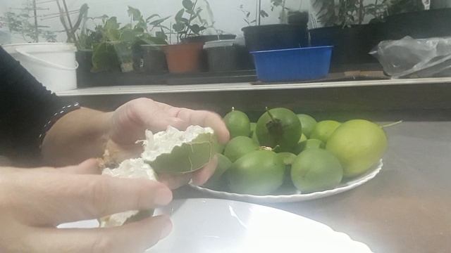 Маракуйя, плодоносит дома на Кубани смотреть онлайн