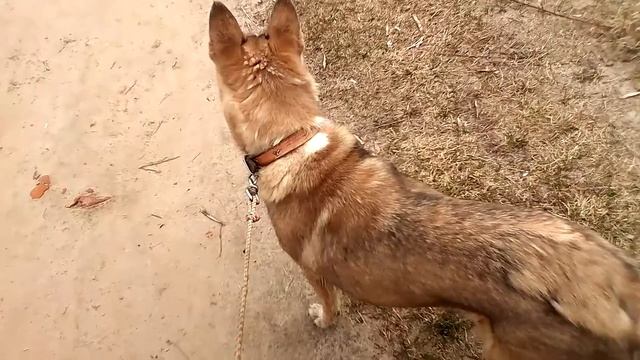 Ошейник, карабины, поводок - как надёжно сделать смотреть онлайн