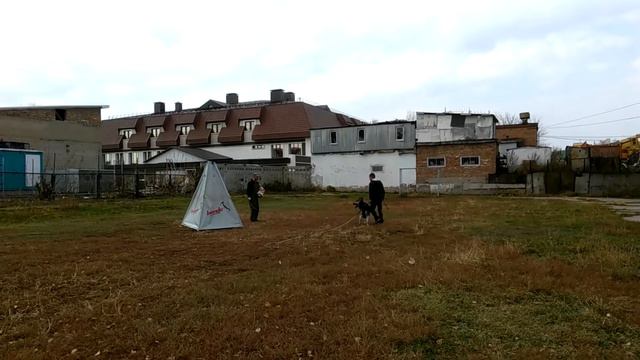 ВЕО Голджин Император (питомник "Звезда Эмира") - элементы караульной службы 2 смотреть онлайн