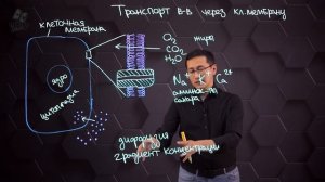 Сходство и различия активного и пассивного транспорта через клеточную мембрану. 9 класс.