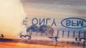 Муравьи:#2 Как поймать муравьиную матку??