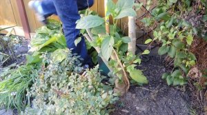 Brugmansia -  Getting it Ready for Winter