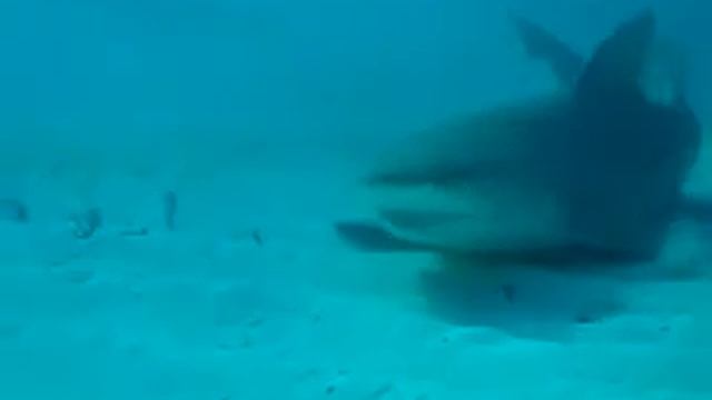 Tiger shark (Galeocerdo cuvier) a fierce predator смотреть онлайн