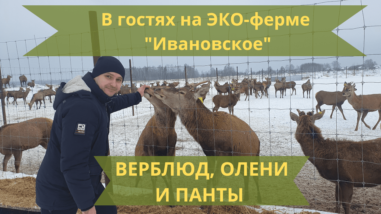 В гостях на "ЭКОФЕРМЕ ИВАНОВСКОЕ"  ВЕРБЛЮД ОЛЕНИ И ПАНТЫ