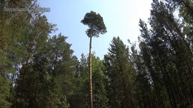 Санитары леса Отвод делянки  Деревенская жизнь