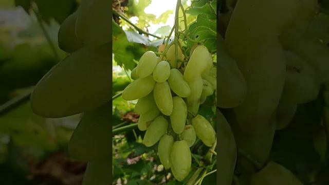 Новинка 3 + Азійський бульвар, нові гібридні форми винограду Голуба А.А. смотреть онлайн