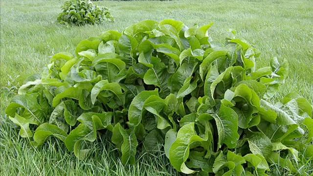 Листья хрена помогут при отложении солей, водянке и отечности, при болях в спине и суставах. смотреть онлайн