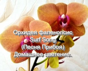 Орхидея фаленопсис Surf Song (Песня Прибоя). Домашнее цветение.
