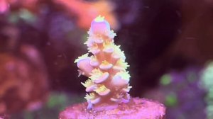 Walt Disney Acropora / Акрапора уолт дисней 18.07.23 размер 18 мм / Мой морской аквариум