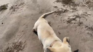 Первая прогулка Лабрадора