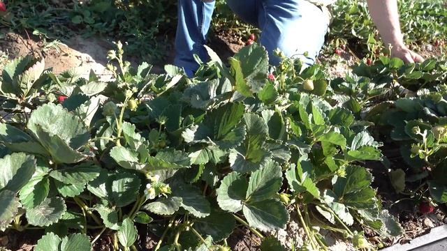 Кабрилло вне конкуренции! Высокоурожайный ремонтантный сорт земляники. Плодоношение с июля по ноябр смотреть онлайн