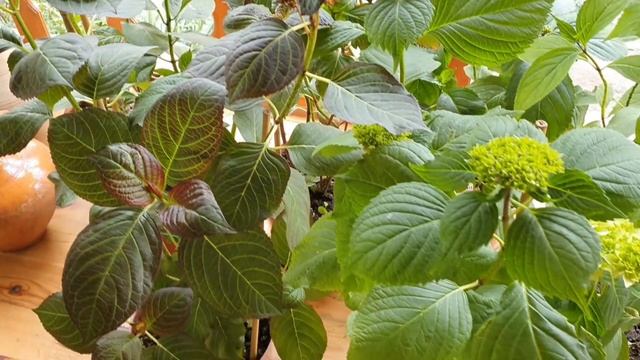 Гортензия. Как увеличить соцветия ? Особенности ухода. Весна 10 МАЯ. смотреть онлайн