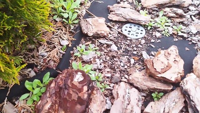 Мульчирование сосновой корой розы и тд...