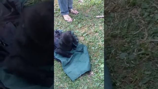 Маленькая обезьяна горилла без руки в московском зоопарке 2016 год смотреть онлайн