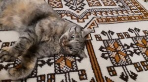 Четырехцветная кошка  это к счастью!