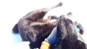 Знакомьтесь: карельская медвежья лайка по имени Black.
Немного дрессуры. Много снега, солнца...