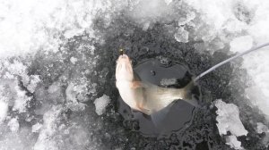 ЛОВЛЯ НА ГИРЛЯНДУ - ПЕРВЫЙ ОПЫТ/ИЩЕМ РЫБУ ЗИМОЙ С АКТИВ ТАРГЕТ