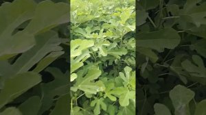 Лучшие сорта инжира. Саженцы и черенки.