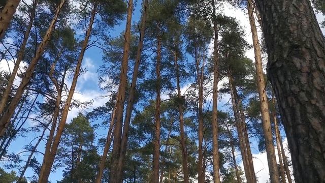 Барвиха --- Прогулка по Лесу #Барвиха#лучшедома
