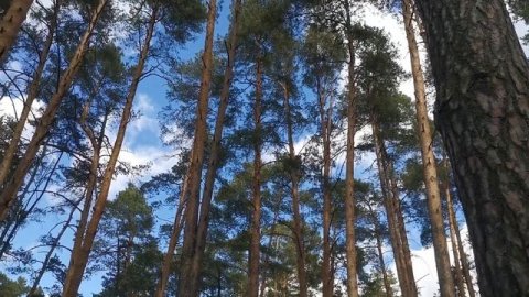 Барвиха --- Прогулка по Лесу #Барвиха#лучшедома