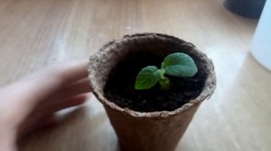 Как вырастить дома киви