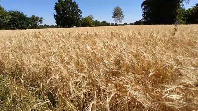 ЗАГОТОВКА СЕНА из люцерны! ЮМЗ 6 ТЮКОПРЕС welgerAP-42 смотреть онлайн