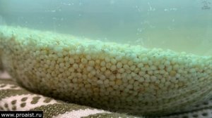 Пшено для улучшения работы почек