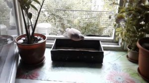 Кольчатая горлица в доме..