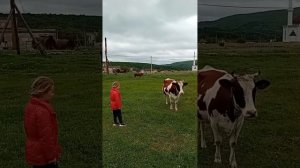 Бешенная корова