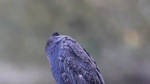 БАКЛАНЫ - Профессиональные рыболовы