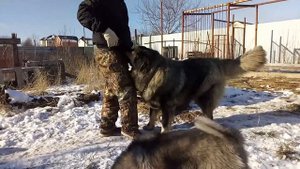 Щенки кавказской овчарки 3,5 месяца, Ставрополь