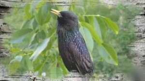 С чего начинается Родина?