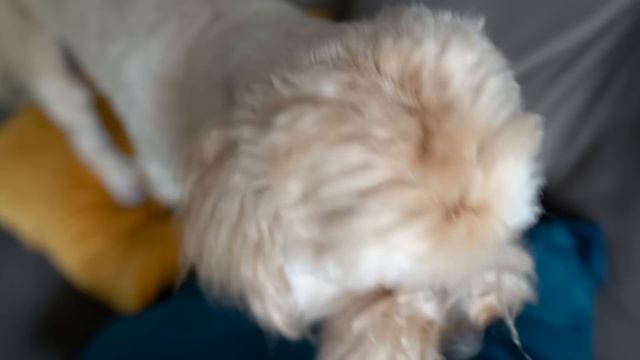 CRIEI UM EDITOR QUE RODA NODE.JS NO BROWSER (WebContainers + TipTap) смотреть онлайн