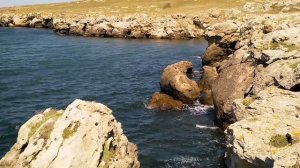 Казантип. ЧТО ПРОИХОДИТ? Гигантские медузы НА ОХОТЕ!