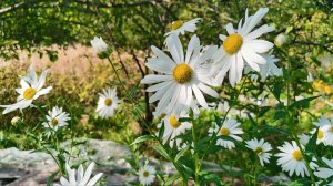 Заколдованный цветник на огороде в Подмосковье 15 сентября