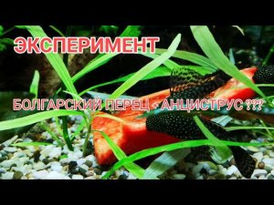 КОРМЛЮ АНЦИСТРУСОВ БОЛГАРСКИМ ПЕРЦЕМ
