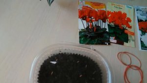 Комнатные растения из семян, первые всходы цикламен и аспарагус