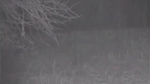 Охота на сибирскую косулю на гону!!! смотреть онлайн