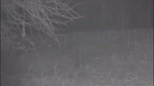 Охота на сибирскую косулю на гону!!!