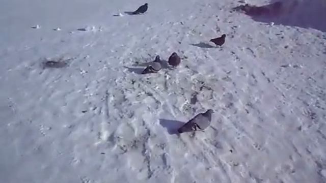 Голуби зимой смотреть онлайн