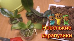 Завела ОрхоЯсельки. Пересадка новых малышек. Адаптация из мха к коре. Как выращивать крошечные фален