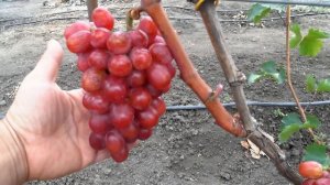 Виноград- Дольче солнечный ( Солнечные дольки )
