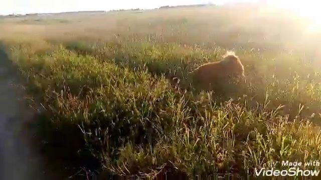 Прогулка с чау чау смотреть онлайн