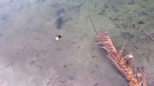 5 видео НАПАДЕНИЕ щук на утят Атака щуки. Рыбалка на щуку, ловля щуки 2019