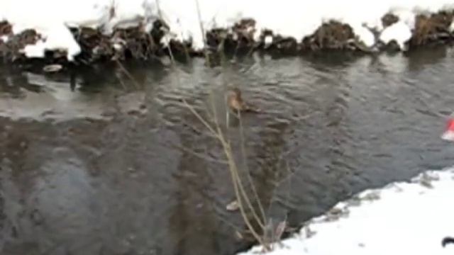 Первое вызаривание уток.avi смотреть онлайн