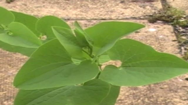Poisonous Plants 1-to-1 birthwort, Aristolochia clematitis смотреть онлайн