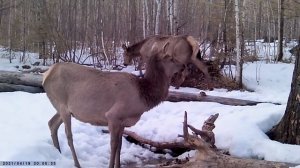Сразу три самки изюбря на солонце весной