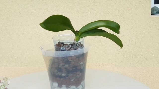 Орхидеи и "ужасные пластиковые бутылки": реально ужас-ужас или прекрасный вариант? смотреть онлайн