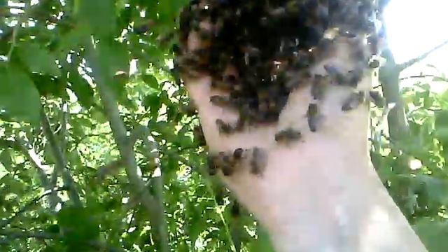 VID 20130619 Собираем остаток вышедшего роя "Апироем" смотреть онлайн